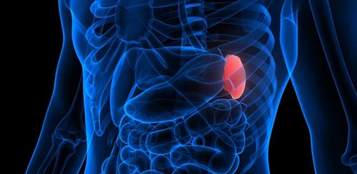 The Importance of a Healthy Spleen