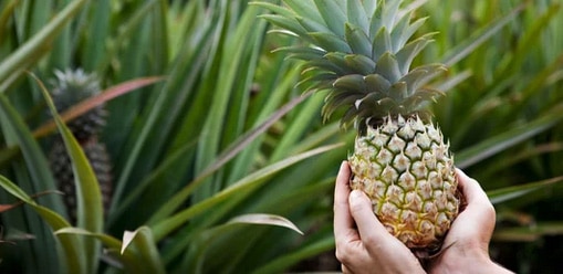 Pineapple – Anti-Inflammatory